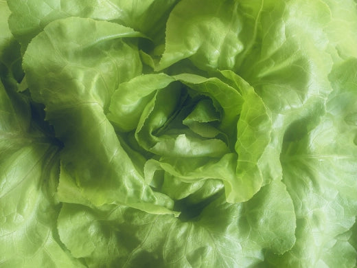 Salat Anbau Pflege Ernte