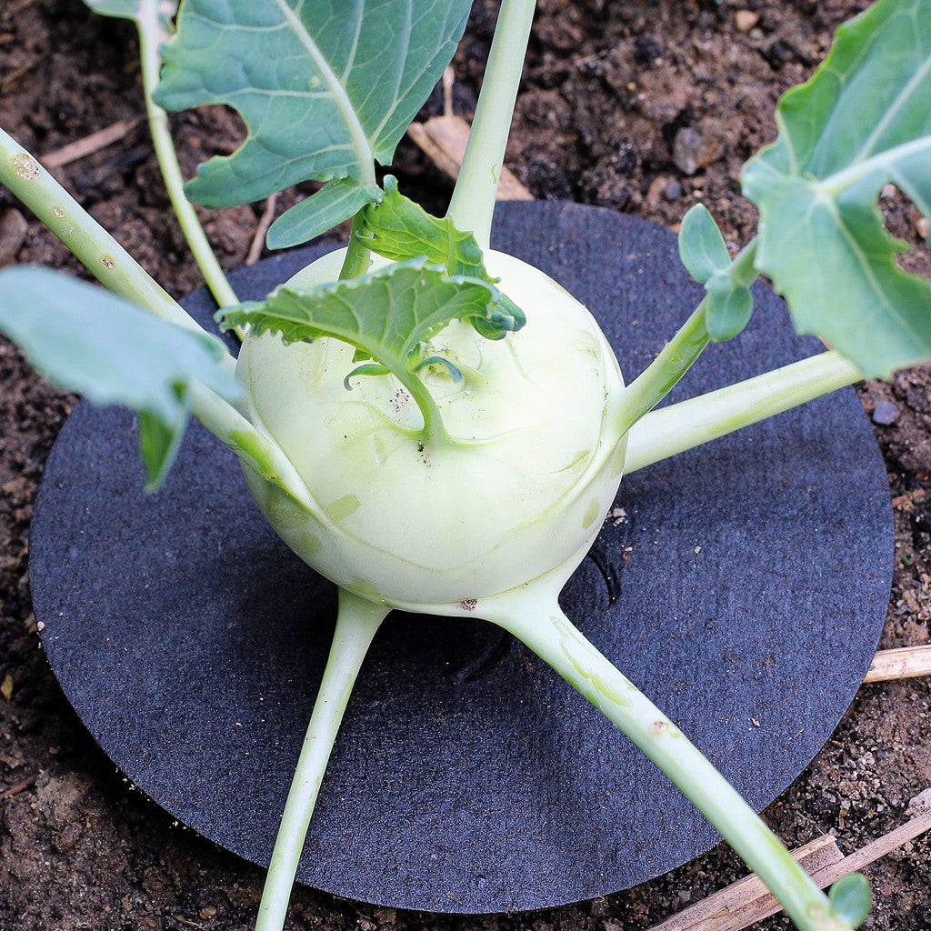 Produktbild, "Kohl-Kragen" verhindert Eiablage der Kohlfliegen am Wurzelhals von Kohlarten