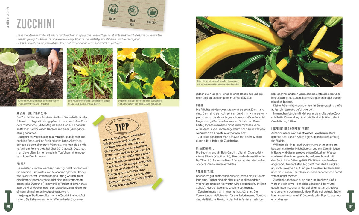 Ackerhelden-Buch, +40 Kulturbeschreibungen, Beispielseite Zucchini, Bio-Gemüseanbau