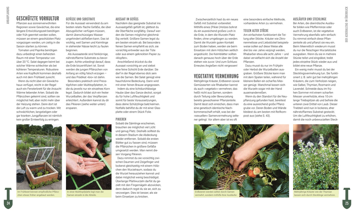 Ackerhelden-Buch, Aussaat, Stecklinge, Pikieren, Vorkultur im Frühbeet, Beispielseite