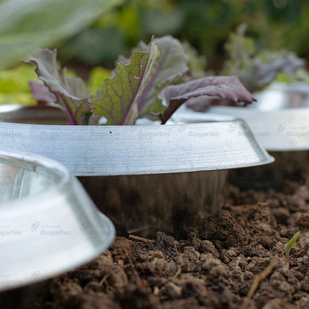 Beispiel, Schneckenstopp FE klein mit Kohl-Jungpflanzen, Seitenansicht