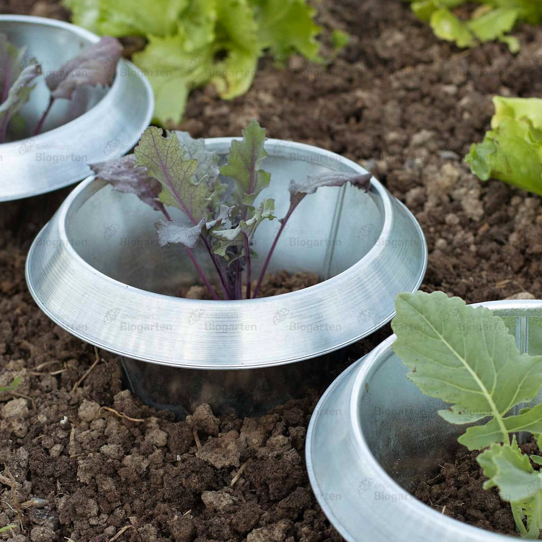 Beispiel, Schneckenstopp FE klein mit Kohl-Jungpflanzen