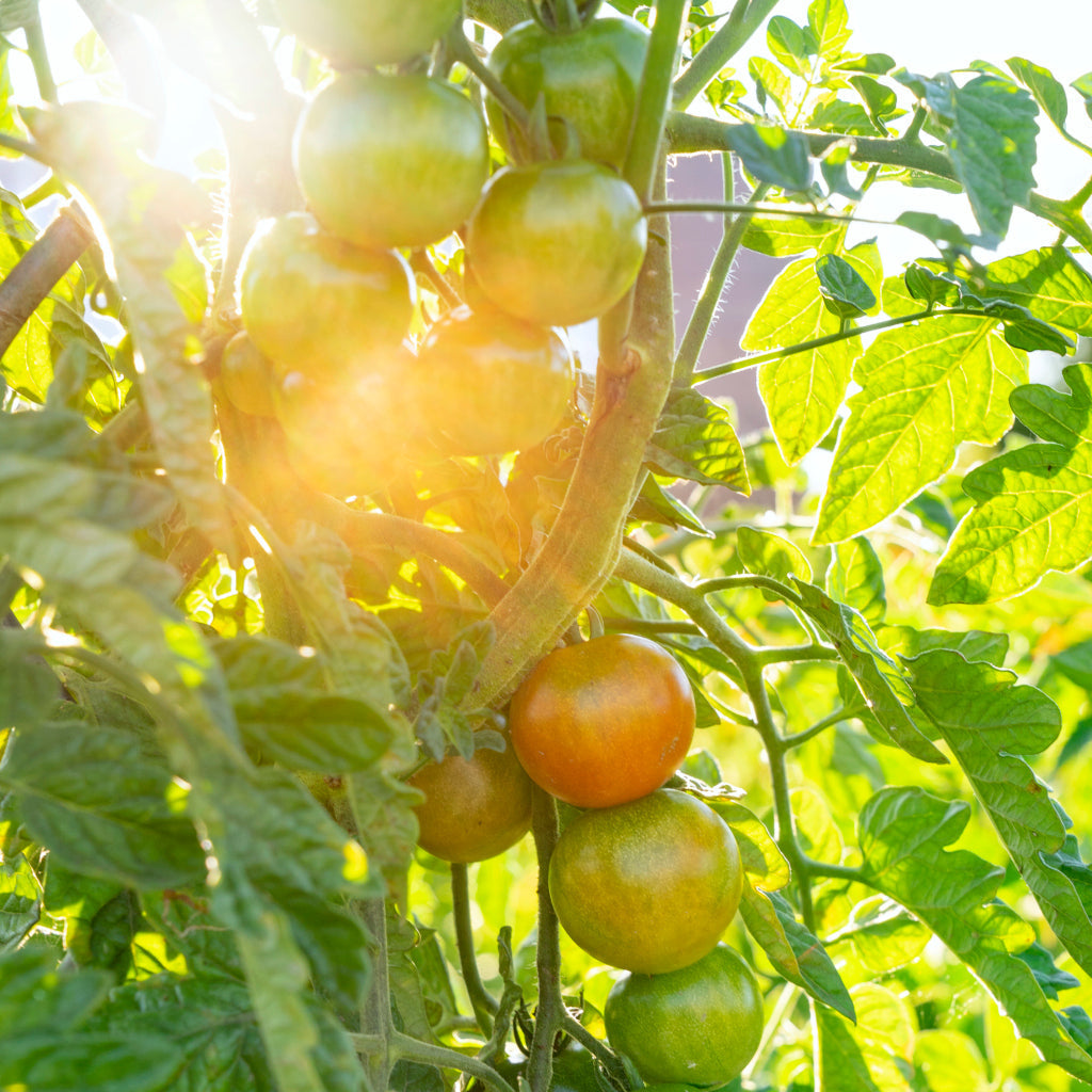 Freiland-Tomaten, Ackerhelden Bio-Gemüsegarten Düsseldorf, Beispielbild