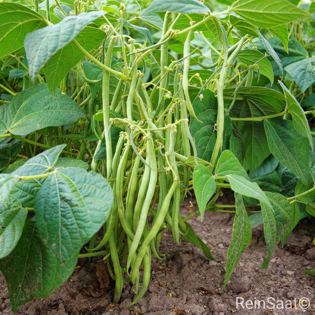 Mittelfrühe Bohne 'Cupidon' mit 16-20 cm langen, fadenlosen Hülsen, Produktbild