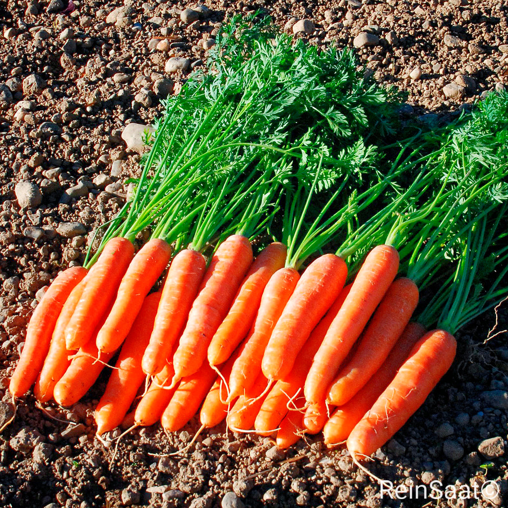 Produktbild, Möhre 'Dolciva', gesundes Laub und tolerant gegen Alternaria (Möhrenschwärze)