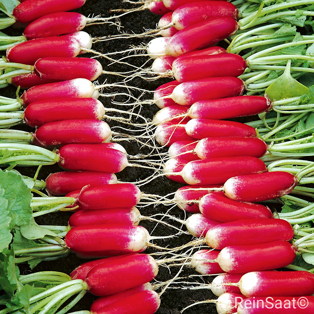 Produktbild, Radies 'French Breakfast 3', rot-weißes Radieschen mit zylindrischer Knolle