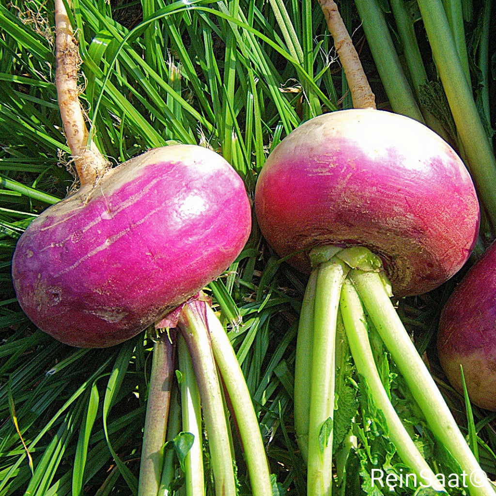Produktfoto, Mairübe 'Di Milano a colletto viola', violett-weiße Mairübe