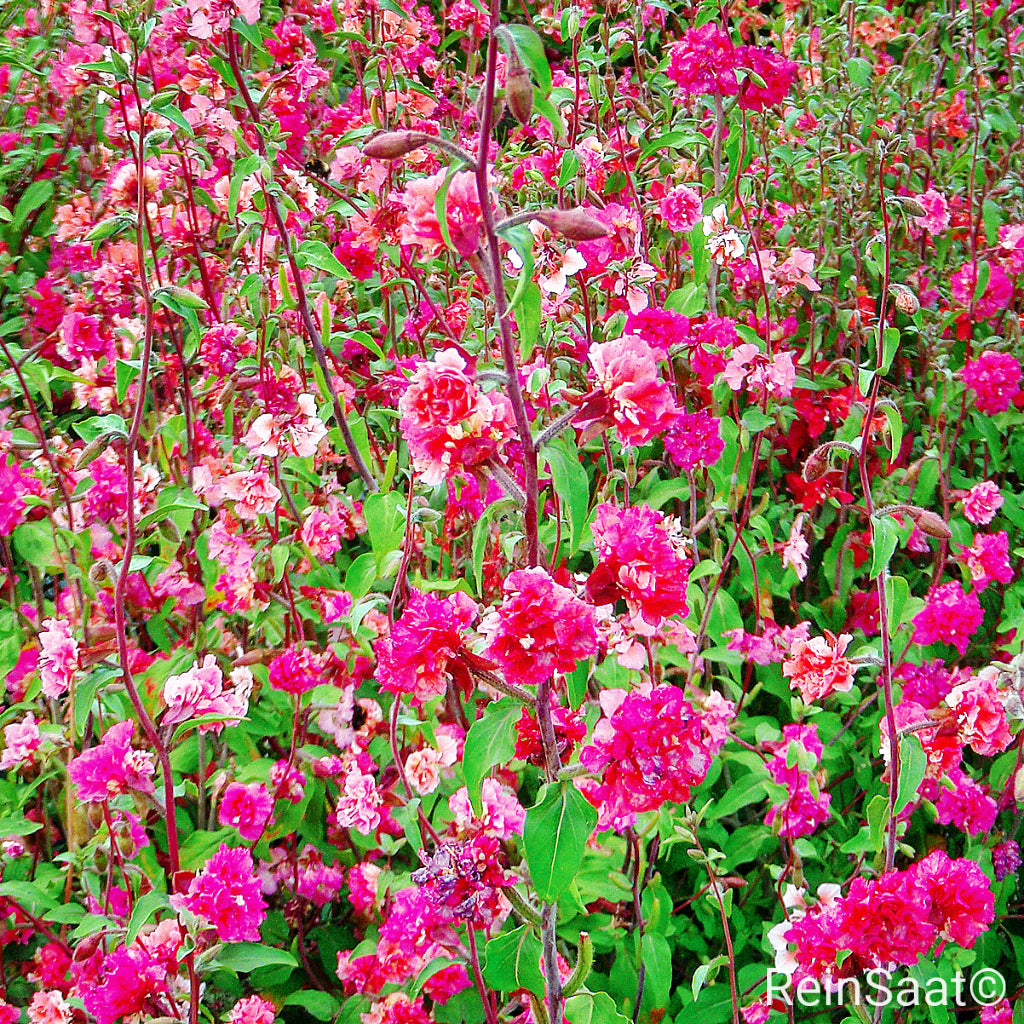 Produktbild, Mandelröschen, einjährige Sommerblume mit unzähligen lila bis rosa Blüten