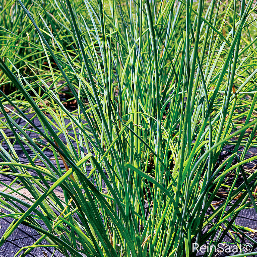 Produktbild, Schnittlauch 'Broad Leaf', aufrechter Schnittlauch mit kräftigen Halmen