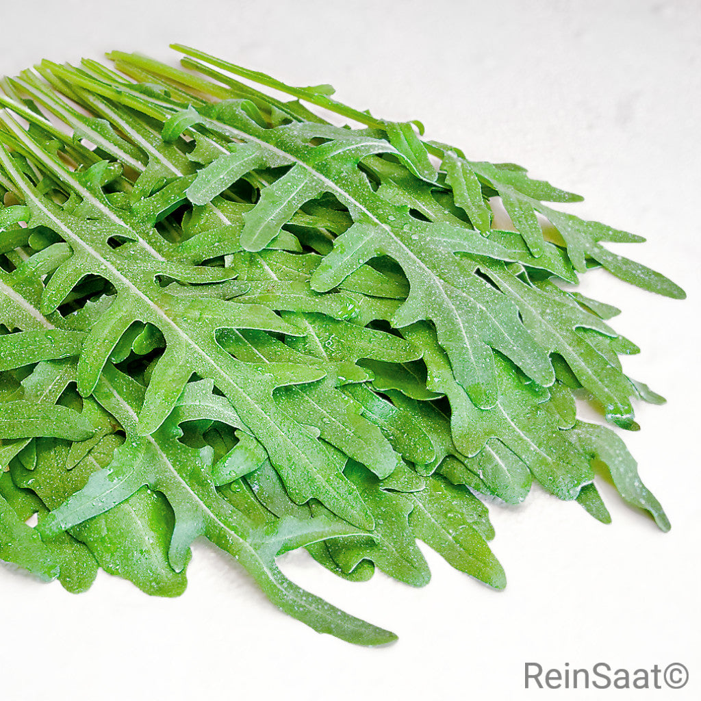 Produktbild, Wilde Rauke, langsam wachsende Wildform mit feinen, schmal gefiederten Blättern