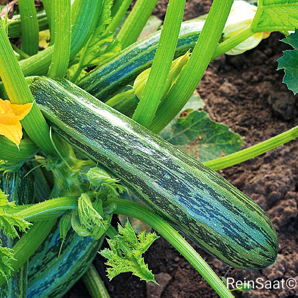 Produktbild, Zucchini 'Cocozelle von Tripolis' Sorte mit dunkelgrün gestreiften Früchten