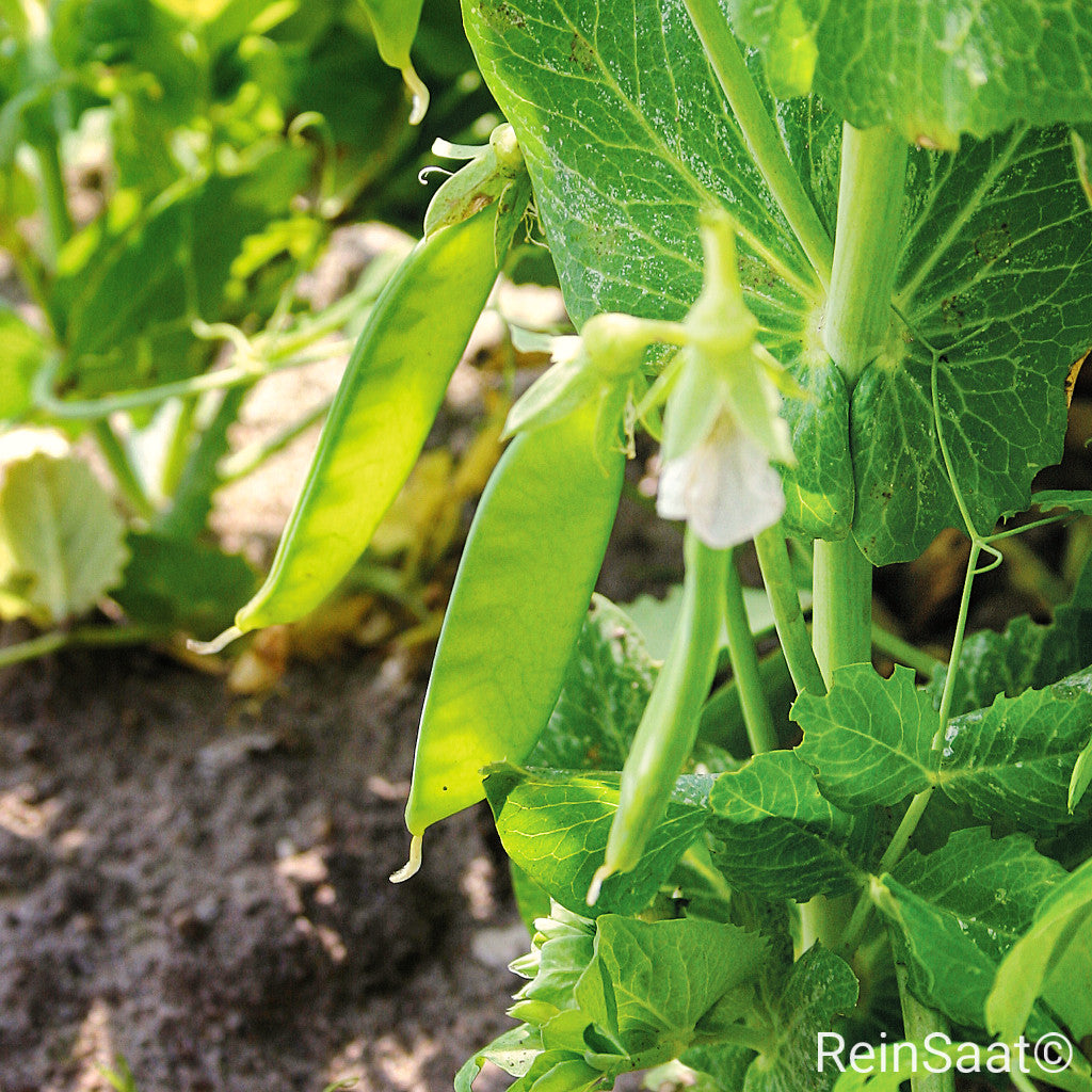 Produktbild, Zuckererbse 'Norli', frühe Sorte mit hoher Standfestigkeit und zarten Hülsen