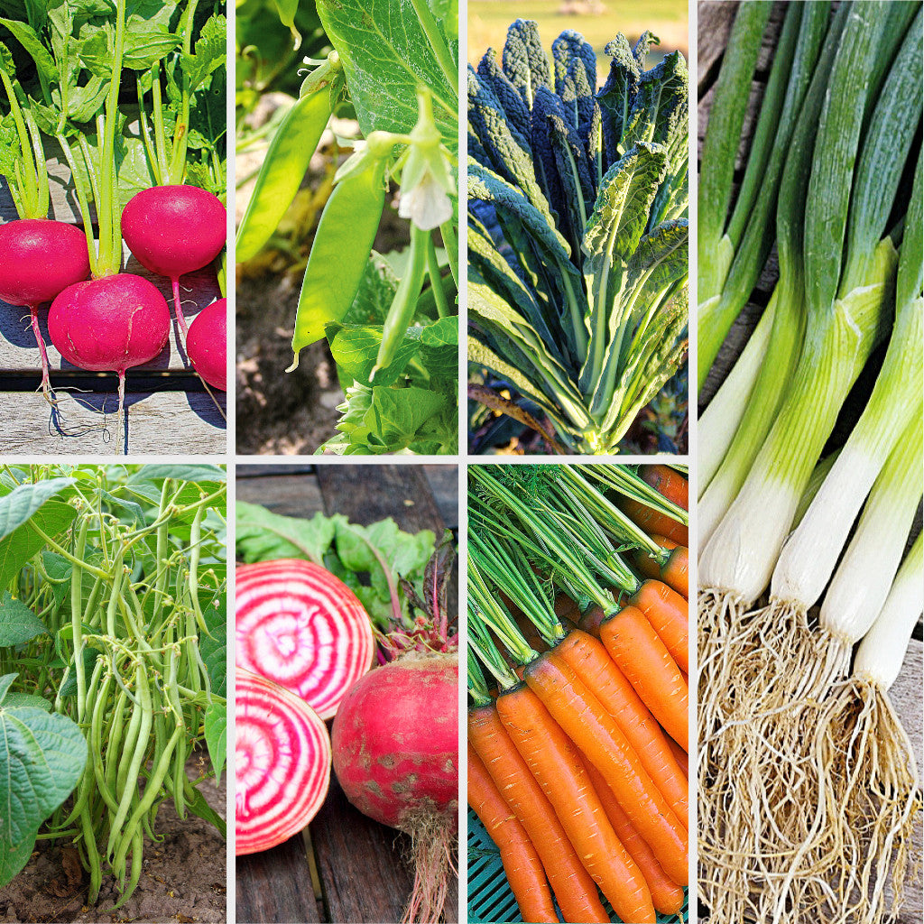 Bio-Saatgutset "Gemüsegarten" mit sieben Sorten als Ergänzung zum Pflanzgemüse
