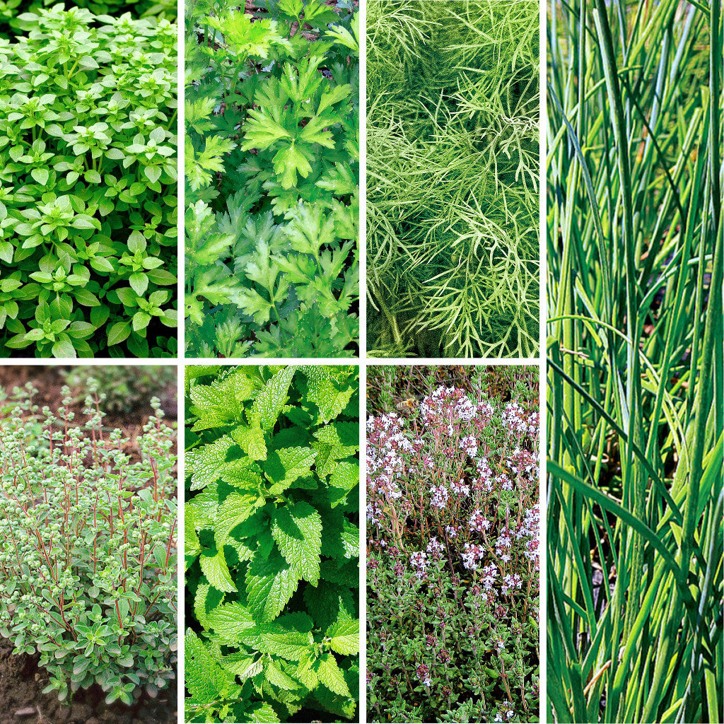 Bio-Saatgutset "Gartenkräuter" mit sieben samenfesten Kräuter-Sorten für Garten und Balkon
