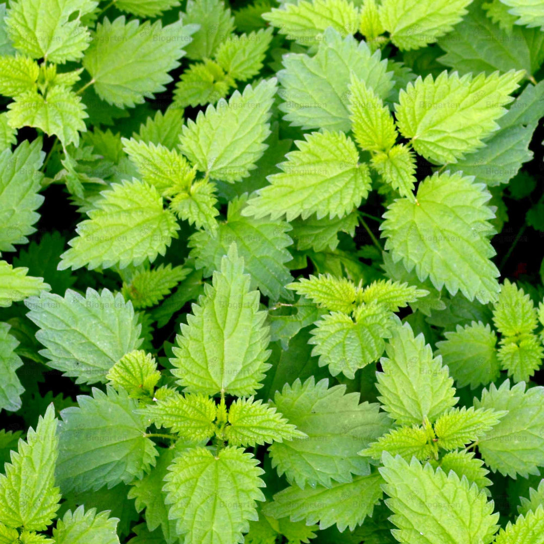 "Brennnesselpellets" aus Bio-Brennnesseln zum Ansetzen von Brühen oder Jauchen