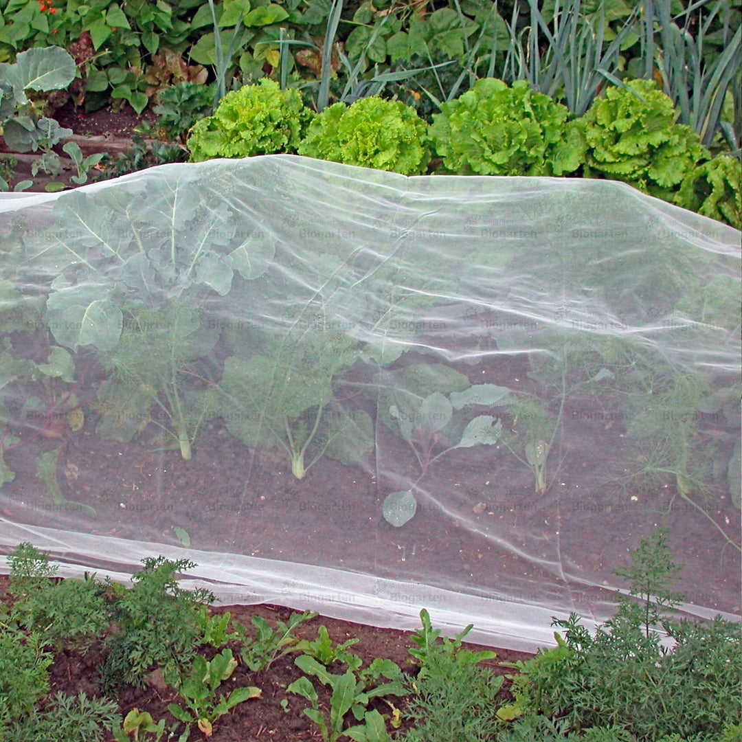 Anwendungsbeispiel: Filbio-Kulturschutznetz (klein) über die Pflanzenreihe gelegt