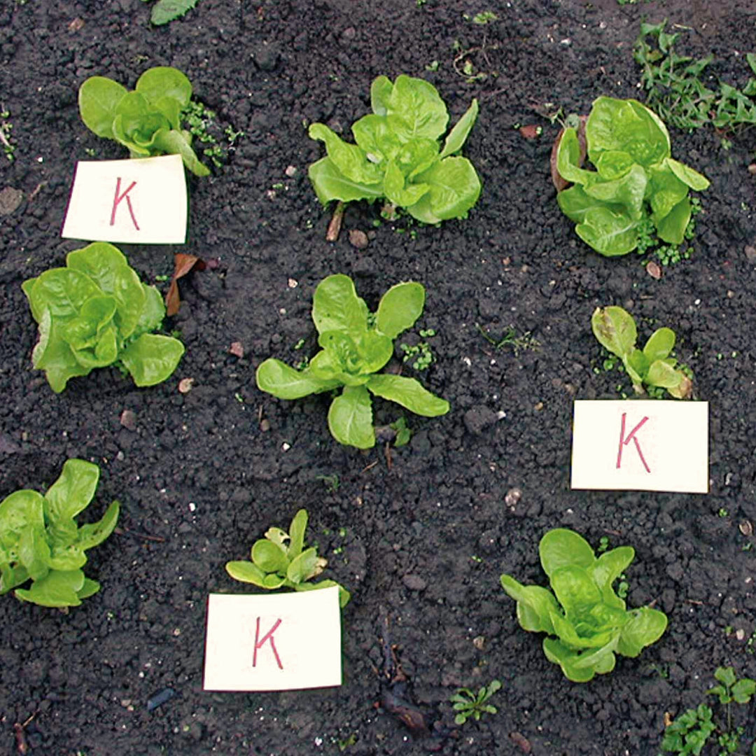 Effekt bei Jungpflanzen: Vergleichsanbau mit und ohne Treibhausdeckel