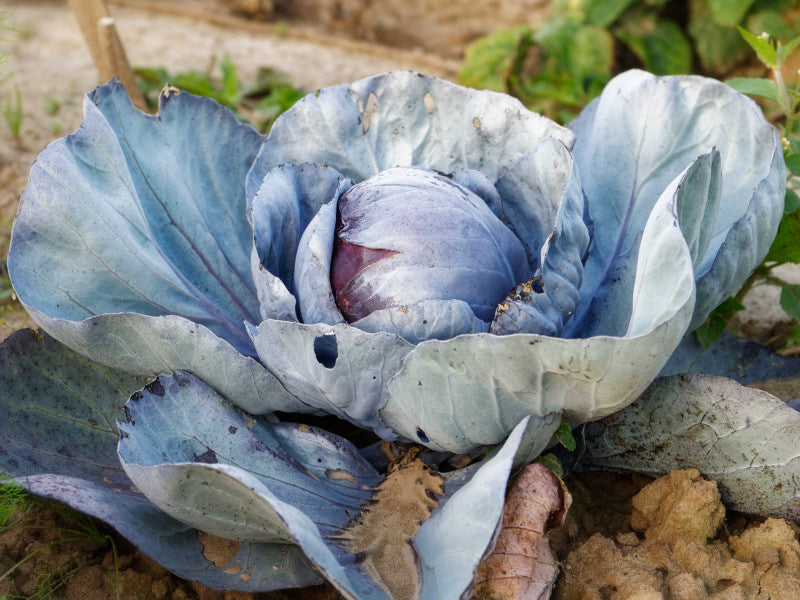 Rotkohl: Ernte und Lagerung von Gemüse richtig angehen