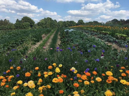 Gemüsegarten Mietgarten