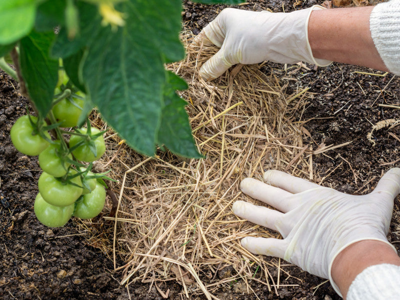 Mulchen mit abgestorbenen Pflanzenresten