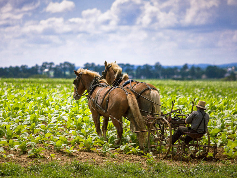 Arbeitspferde im Gemüsebau