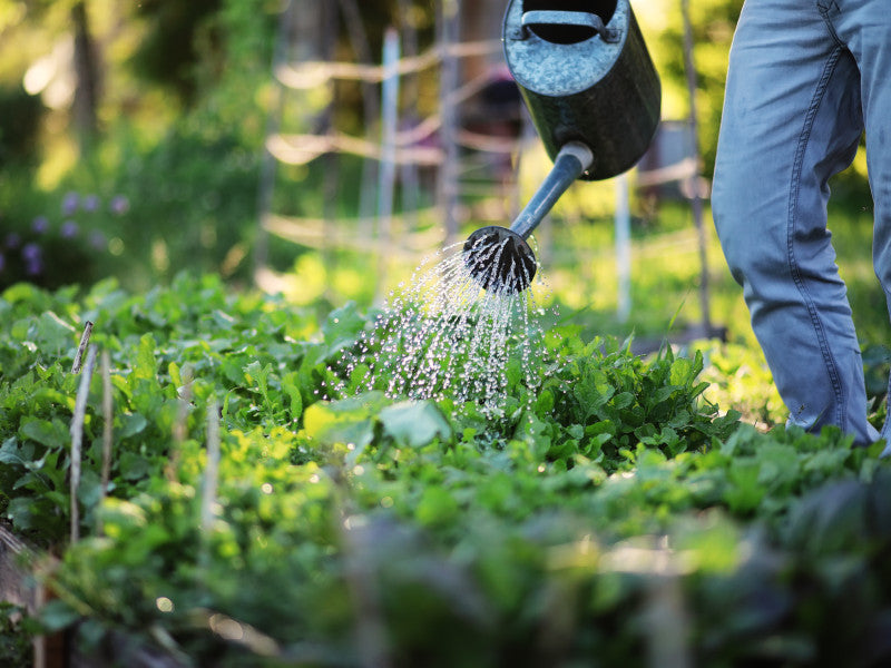 Richtig gießen in Hitzeperioden