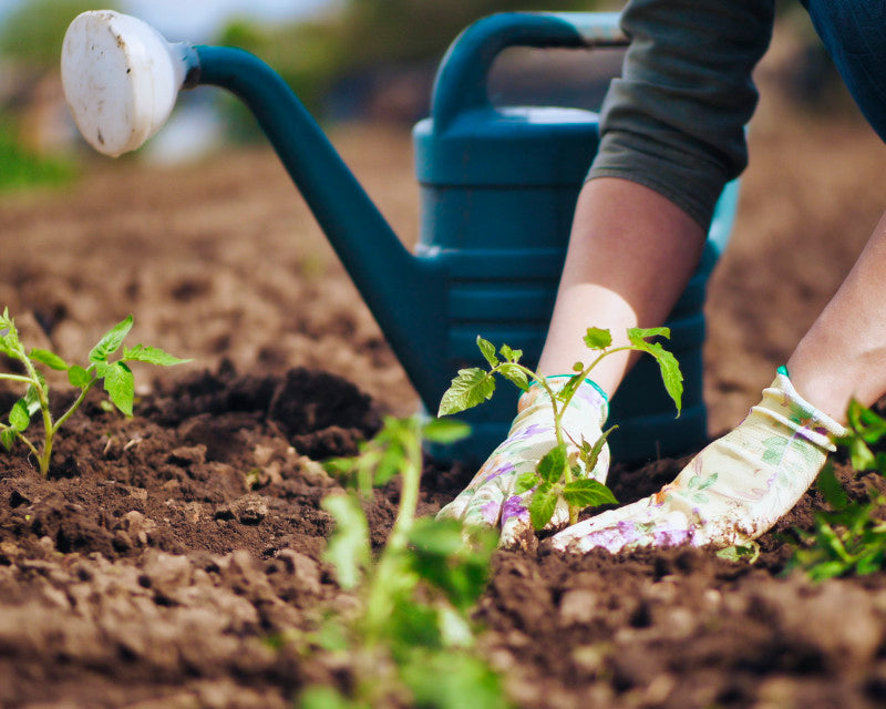 Spezial: Bewässerung und Hacken