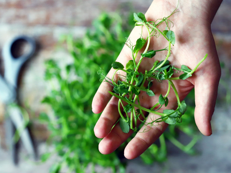 Erbsen als Microgreens auf der Fensterbank