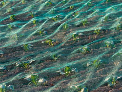 Kulturschutznetze im Gemüseanbau