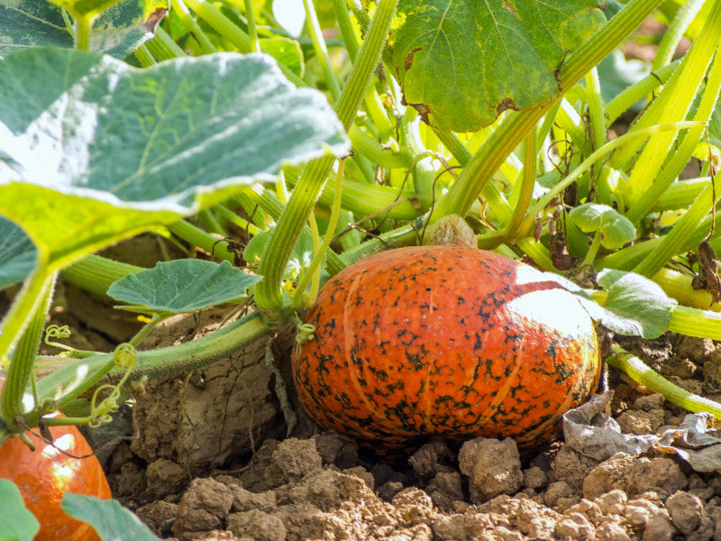 Erntereifer Hokkaido-Kürbis