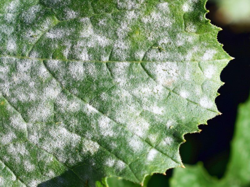 Schadbild: Echter Mehltau an Gurken