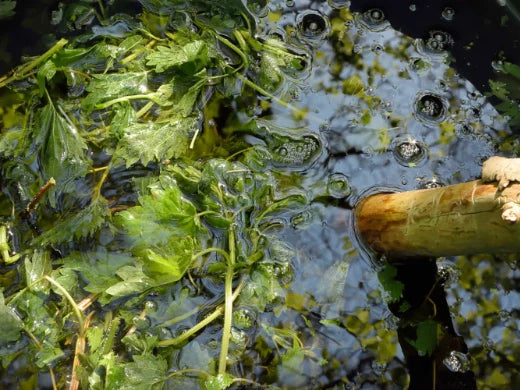 Brennnesseljauche und Brennnesselbrühe selbst herstellen