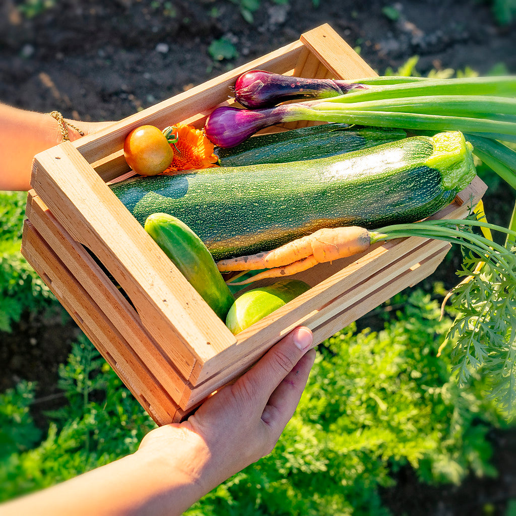 Erntekorb im Spätsommer