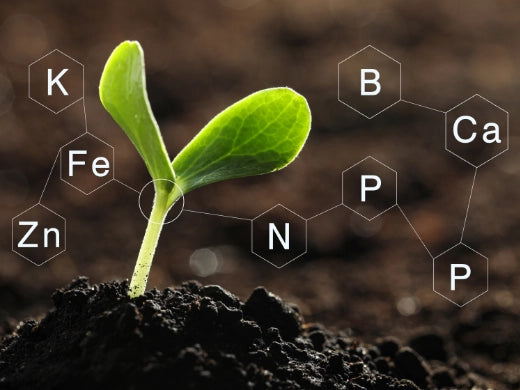 Richtig düngen im Gemüsegarten Dünger Nährstoffe