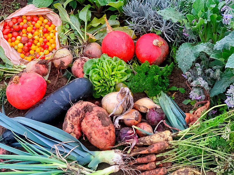 Ergebnis einer Herbsternte auf einer Ackerhelden-Parzelle