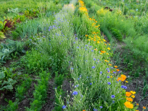 Kornblume Essbare Blüten