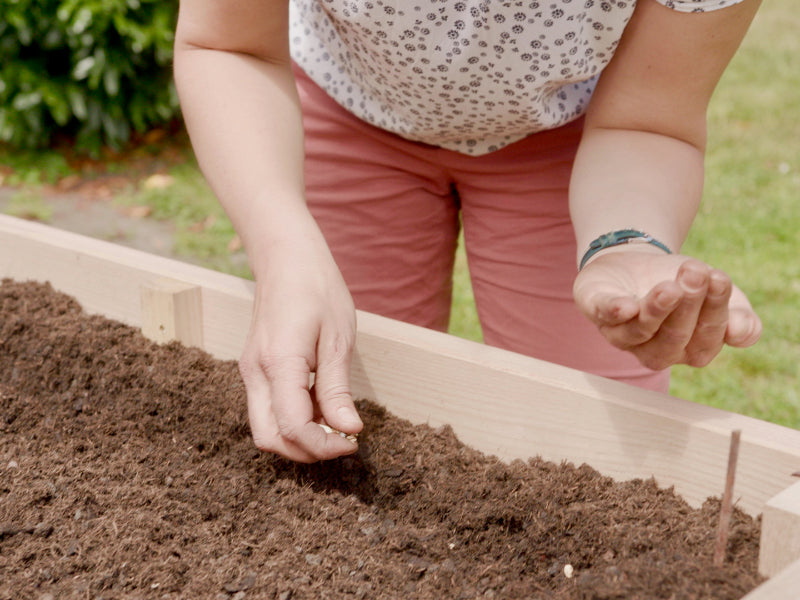 Aussaat von Gemüse-Saatgut im Hochbeet