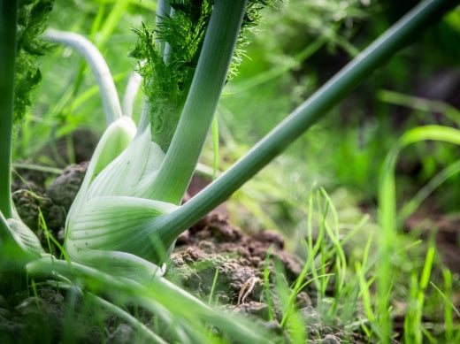 Fenchel Anbau Pflege Ernte