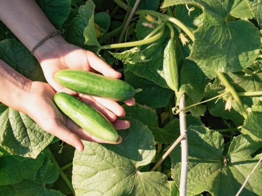 Gurken Anbau Pflege Ernte