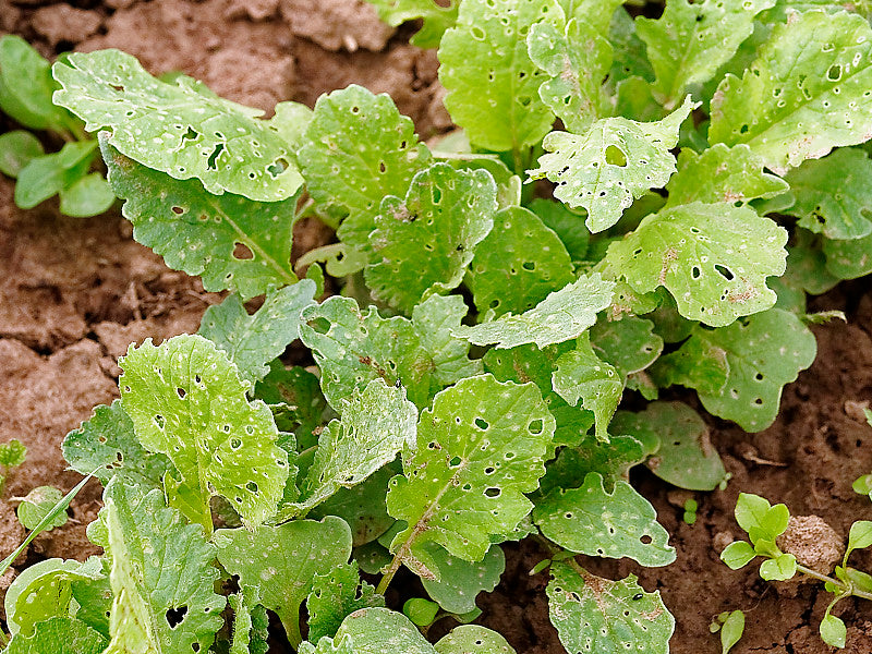 Schädlinge im Gemüsegarten im Frühsommer