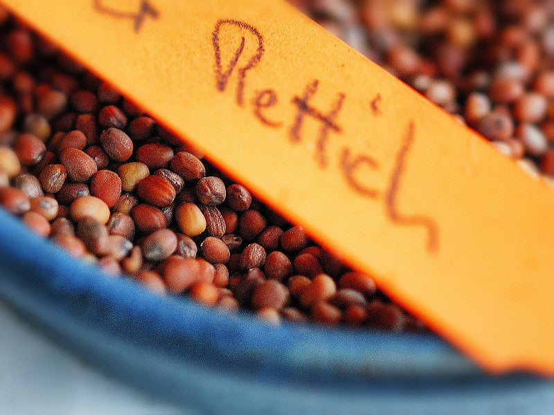 Rettich Saatgut fertig für die Aussaat