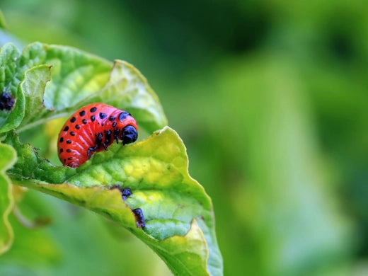 Kartoffelkäfer erfolgreich bekämpfen