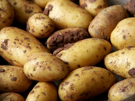 Kartoffeln Anbau Pflege Ernte