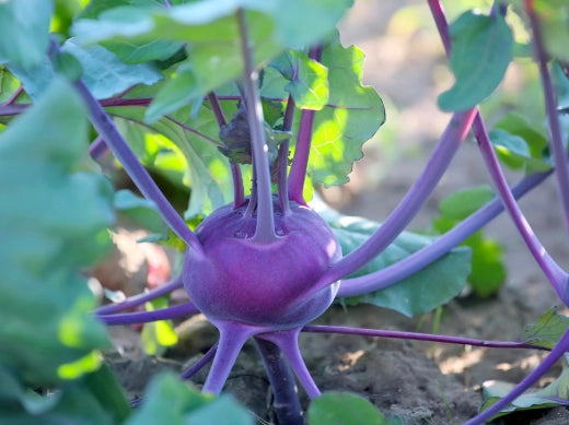 Kohlrabi Anbau Pflege Ernte