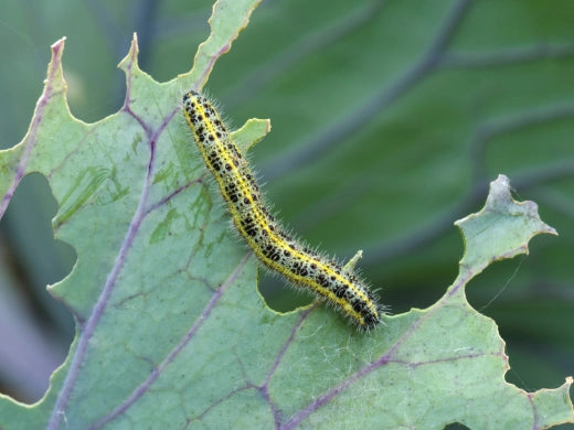 Kohlweißling Larve erfolgreich bekämpfen