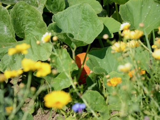 Kürbis Anbau Pflege Ernte