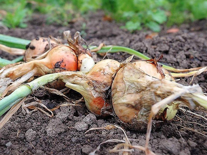 Zwiebeln ausreifen lassen vor der Ernte