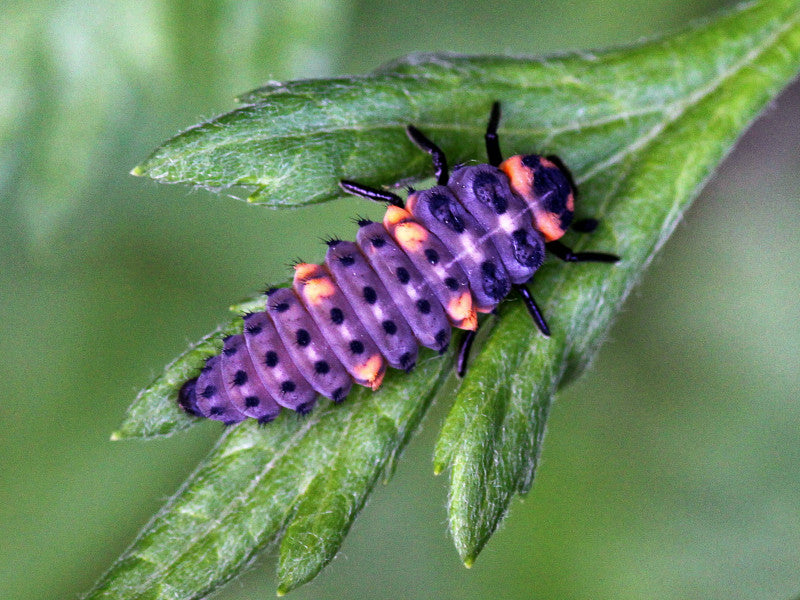 Die Marienkäferlarve ist ein gefräßiger Blattlausräuber und toller Nützling im Garten