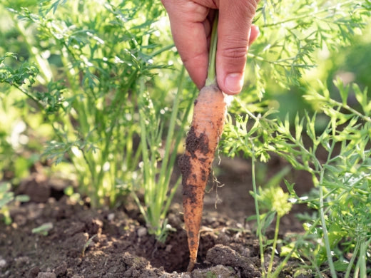 Möhren Karotten Anbau Pflege Ernte