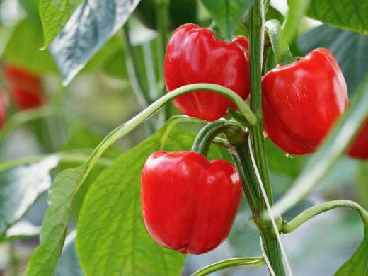 Paprika Frucht Pflanze Anbau Pflege Ernte